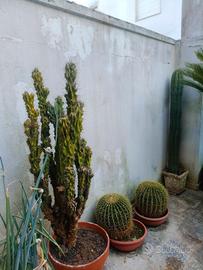 Piante grasse per b&b, masserie, tenute, ville etc