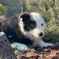 Border collie