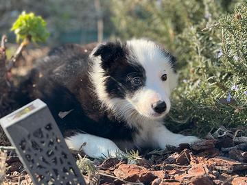 Border collie