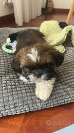 Cucciolo di shih tzu