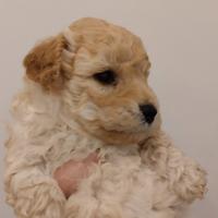 Cucciolo barboncino
