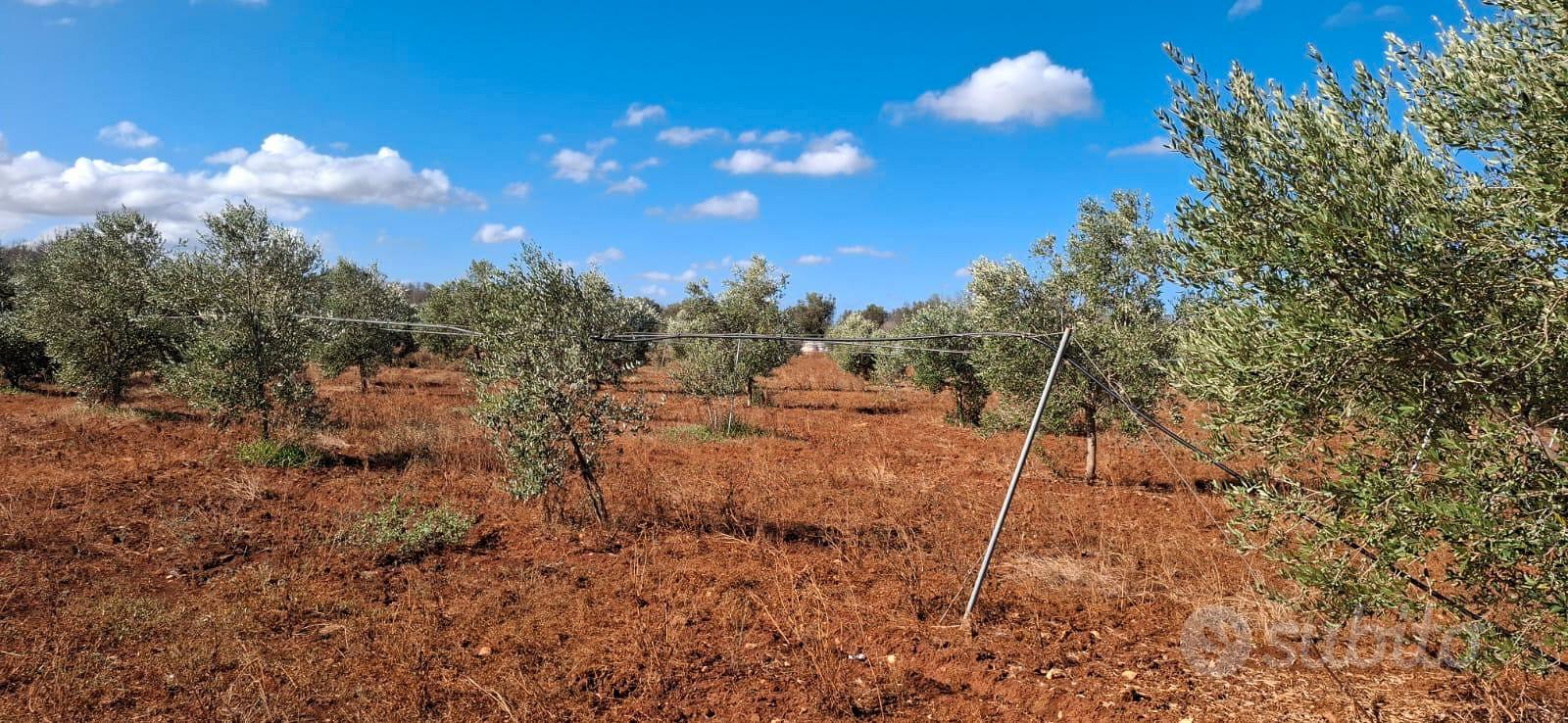 Terreno agricolo - Vista 2