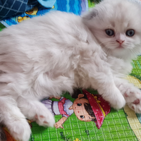 Highland fold e Scottish fold