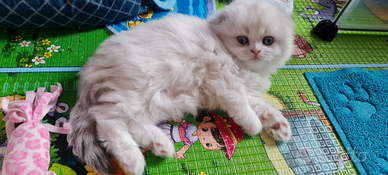 Highland fold e Scottish fold