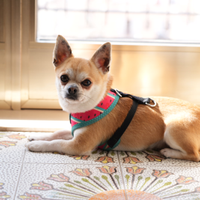 Chihuahua maschio disponibile per accoppiamento -