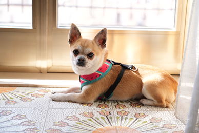 Chihuahua maschio disponibile per accoppiamento -