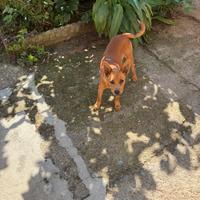 Cucciolo di meticcio