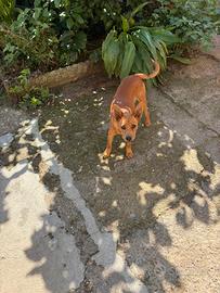 Cucciolo di meticcio