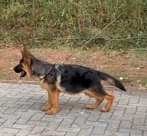 cucciolo pastore tedesco