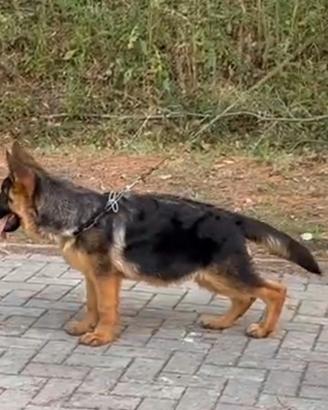 cucciolo pastore tedesco
