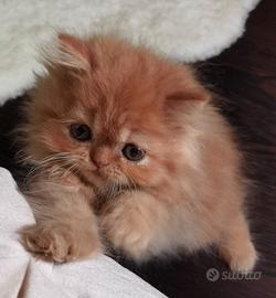 Cuccioli di Gatto Persiano