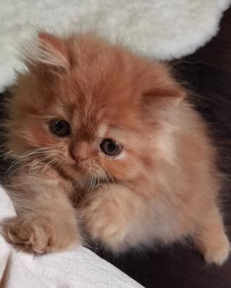 Cuccioli di Gatto Persiano
