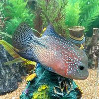 Ciclid Flowerhorn kamfa Special