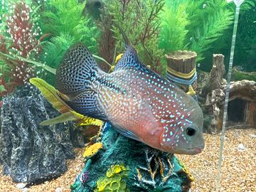 Ciclid Flowerhorn kamfa Special