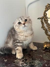 Scottish-fold 