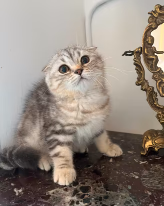 Scottish-fold 
