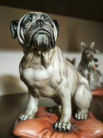 Bulldog americano in Capodimonte