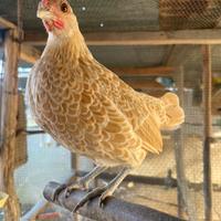 Coppia galline Sebrit di 1 anno