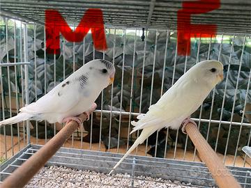 10 cocorite maschi e femmine con gabbione