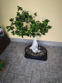 Bonsai ginseng