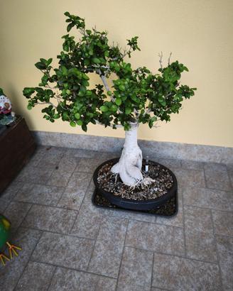 Bonsai ginseng