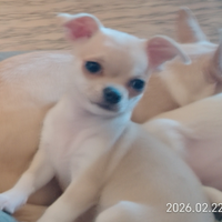 Cucciola chihuahua