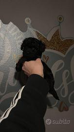 Cucciolo Barboncino blak