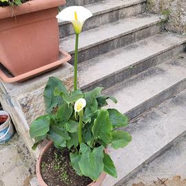 calla
