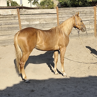 Quarter Horse castrone