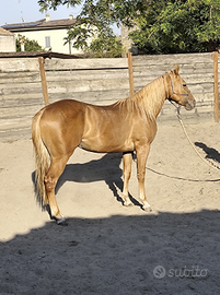 Quarter Horse castrone