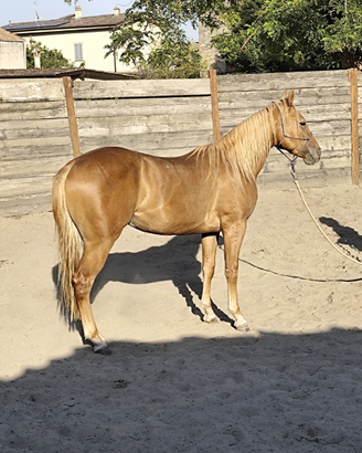 Quarter Horse castrone