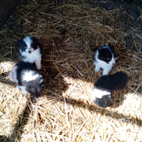 Cucciolo border collie
