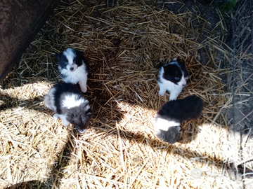 Cucciolo border collie