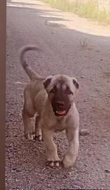 Kangal