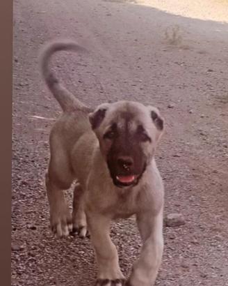 Kangal