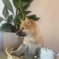 Cuccioli allevati da noi ( shiba inu 2 mesi)