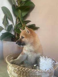 Cuccioli allevati da noi ( shiba inu 2 mesi)