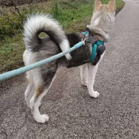 Husky siberiano