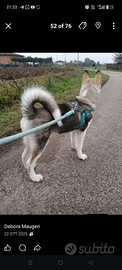 Husky siberiano