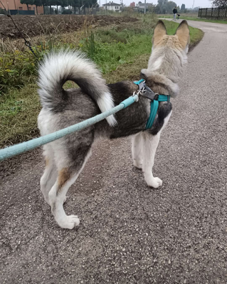 Husky siberiano