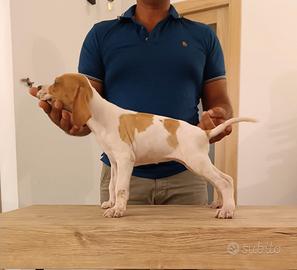 Pointer Inglese