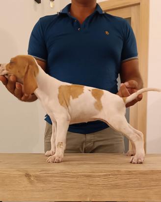 Pointer Inglese