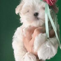 Maltese coreano maschietto con pedigree Enci