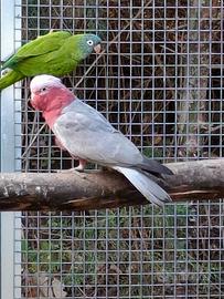 Cacatua Roseicapilla
