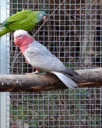 Cacatua Roseicapilla