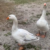 Vedo ochette e oche adulte cignoidi o di Tolosa