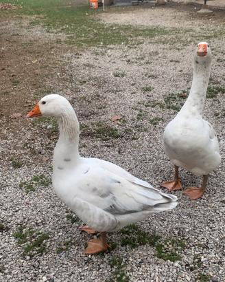 Dispongo di oche adulte di Tolosa