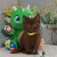 British Shorthair maschio