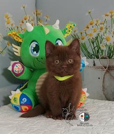 British Shorthair maschio