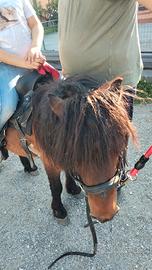 Pony maschio intero